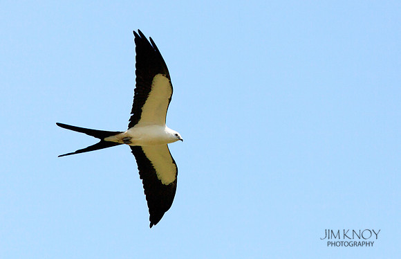 Flying Swallow Tailed Kite