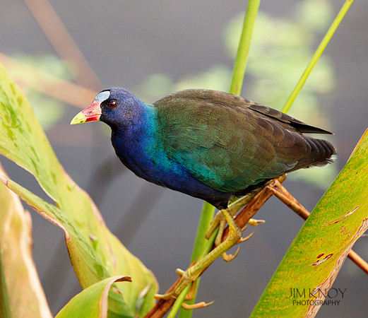Purple Gallinule