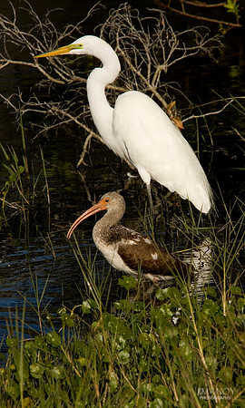 Ibis and Egret