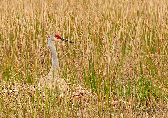 Nesting Sandhill Crane