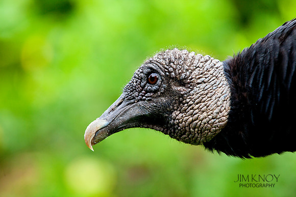 Black Vulture