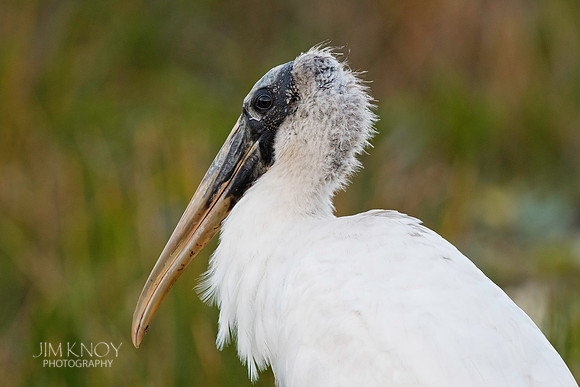 Wood Stork