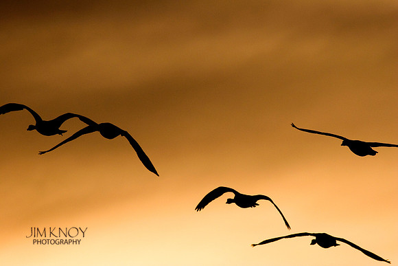 Canada Geese in Colorado