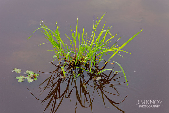 Grass in Water