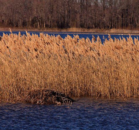 Muskrat Den