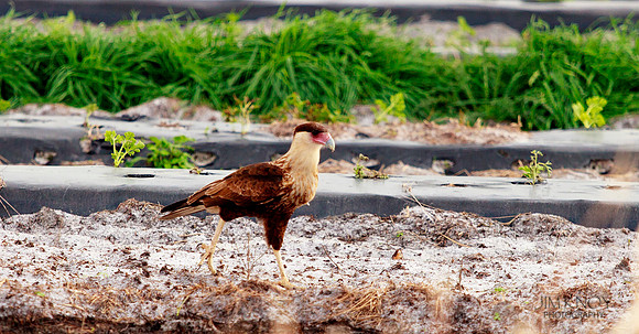 Crested Cara Cara in Field