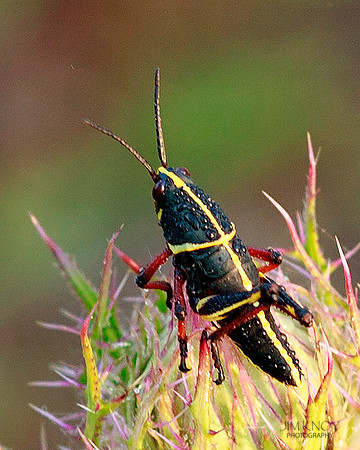 Young Lubber Grasshopper