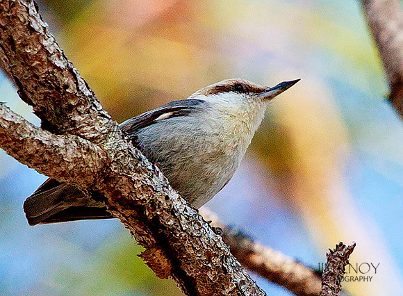 Brown-headed Nuthatch