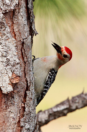 Red-bellied Woodpecker