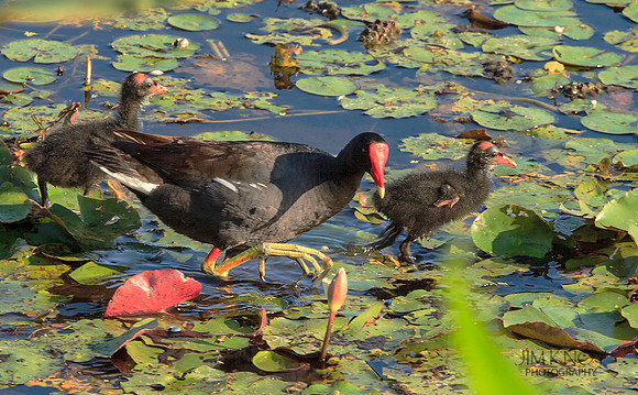 Gallinule Family