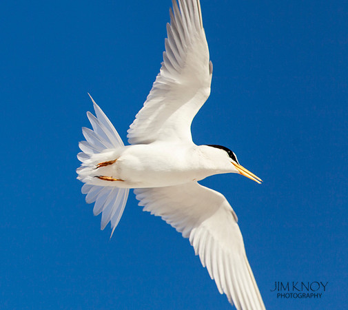Least Tern Flying