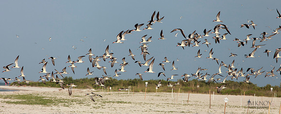 Black Skimmers