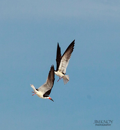 Black Skimmer Pair