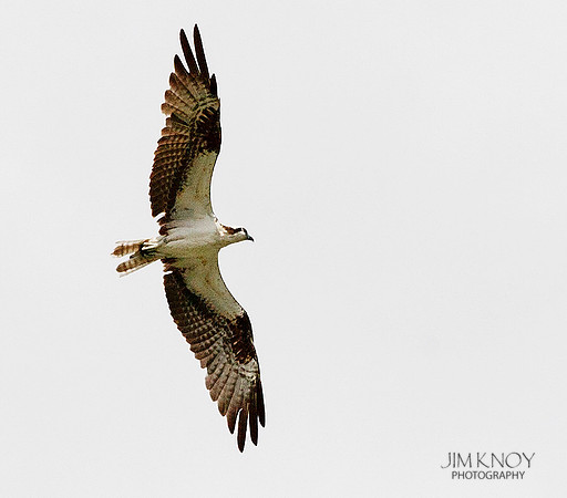 Osprey on Patrol