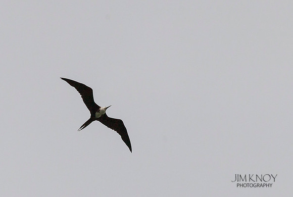 Magnificent Frigatebird