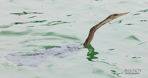Anhinga