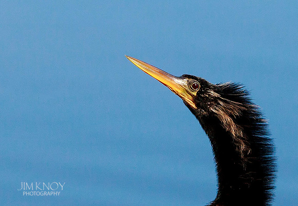 Anhinga