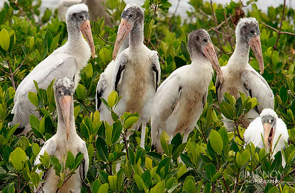 Wood Stork Chicks