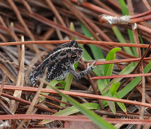 Oak Toad