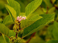 Beautyberry