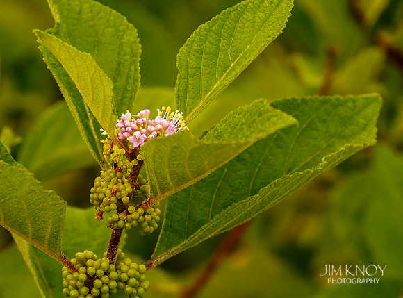 Beautyberry