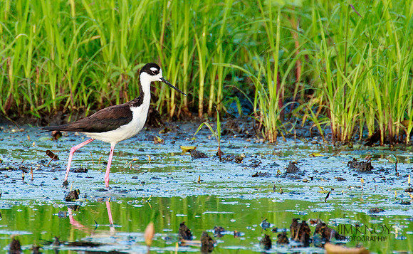 Black-necked Stilt Walking