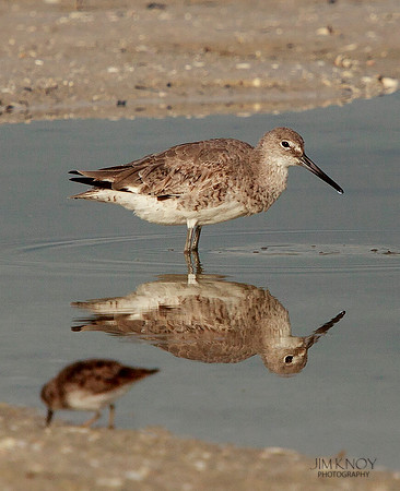 Willet Feeding