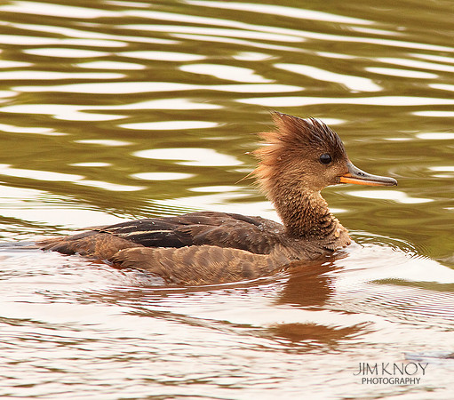 Hooded Merganzer, Female