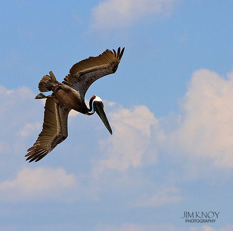 Diving Brown Pelican