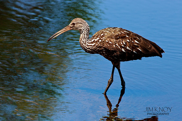Limpkin in River