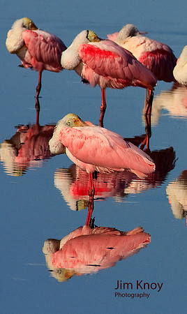 Flamingos