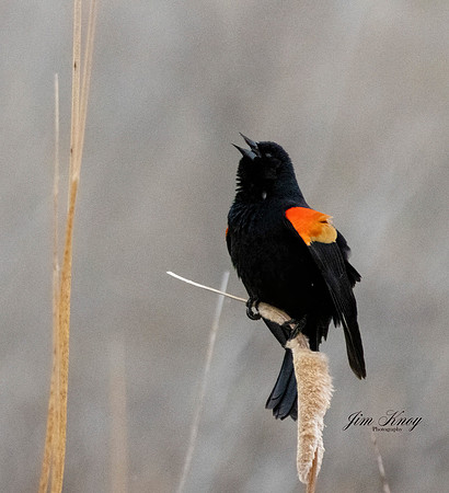 Red-winged Blackbird