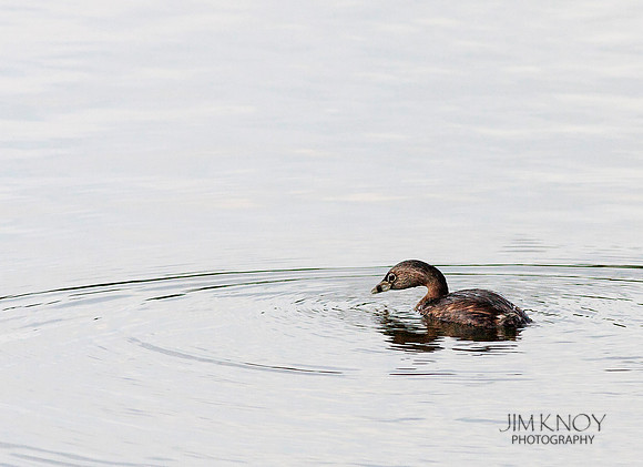 Pied-Billed Grebe