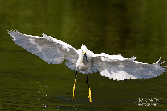 Snowy Egret Landing