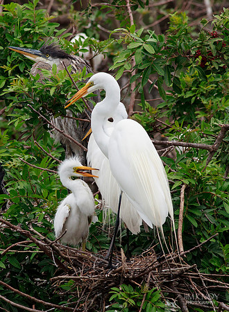 Great Egrets with Chick