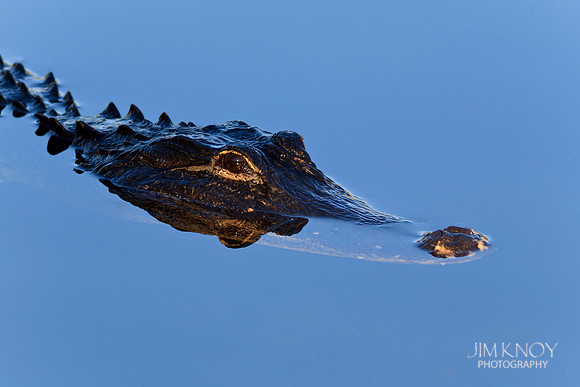 American Alligator
