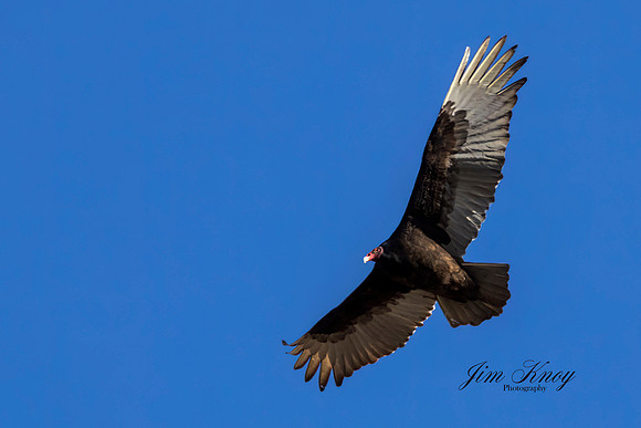 Turkey Vulture