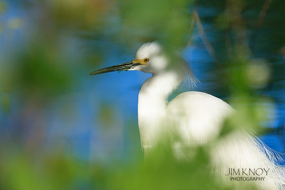 Snowy Egret Behind Tree