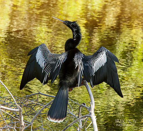 Perched Anhinga