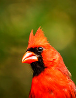 American Cardinal