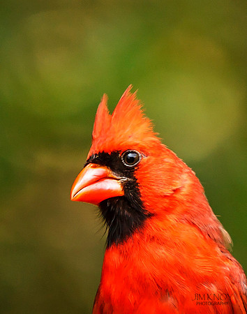 American Cardinal
