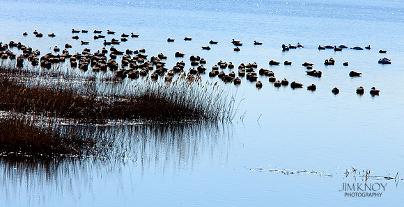Geese in Tidal Basin