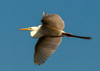 Great Egret in Flight