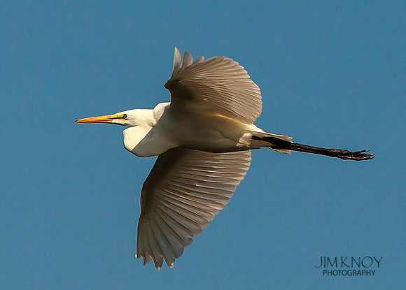 Great Egret in Flight