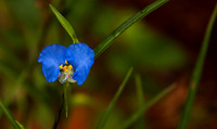 Day Flower