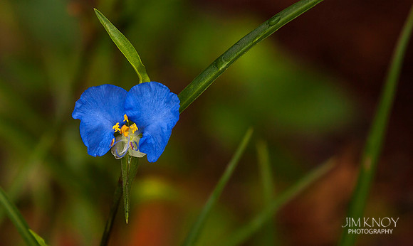 Day Flower