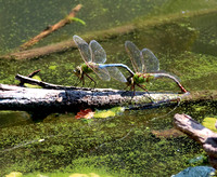 Mating Dragonflies