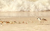 Snowy Plover by Waves