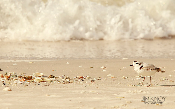 Snowy Plover by Waves