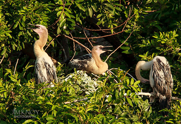 Anhinga Chicks